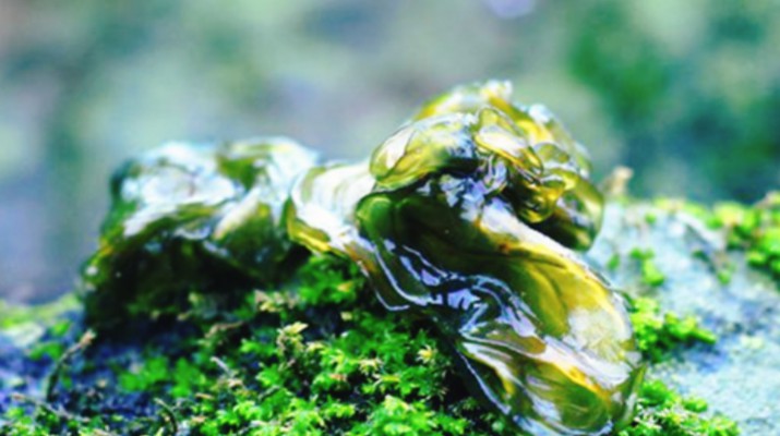 享游渭河源丨舌尖上的渭河源，野菜飘香的春日盛宴